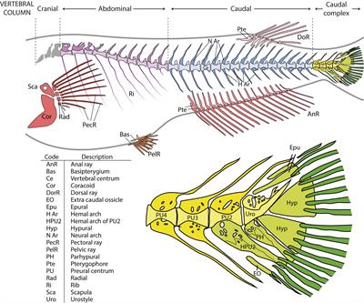 A Baseline for Skeletal Investigations in Medaka (Oryzias latipes): The Effects of Rearing Density on the Postcranial Phenotype